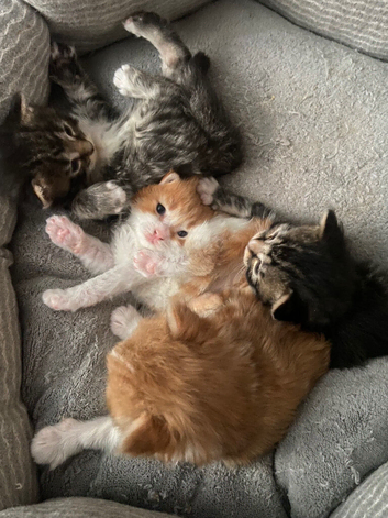 half mainecoon / ragamuffin kittens