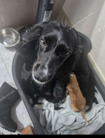Cockapoos puppies for sale