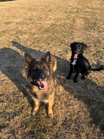 Gsd x springer spaniel