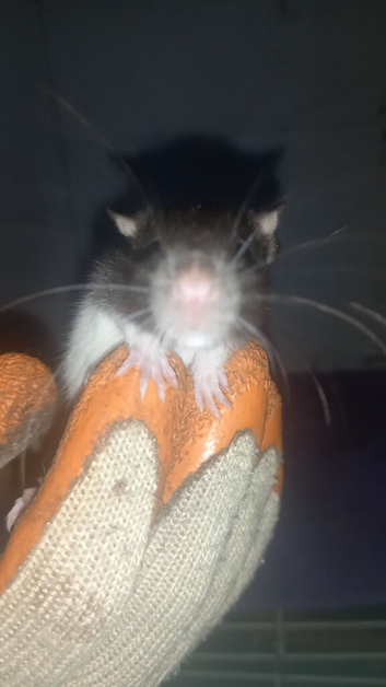 1 male dumbo and cute other rats