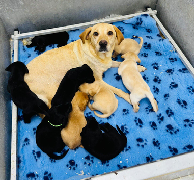 **9 STUNNING KC REGISTERED LABRADOR PUPPIES\!**