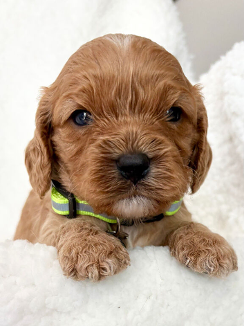 Adorable miniature F1 red Cavapoo puppies