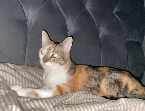 Female cat