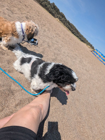 Shih poo