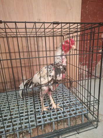 aseel Shamo cock