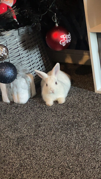 Netherland dwarf x New Zealand