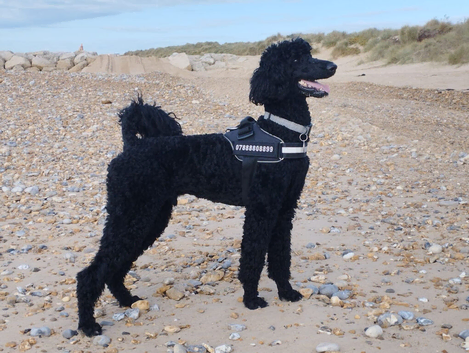 Pedigree Standard Poodle Albert for Stud only