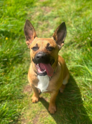Frenchie x Spanish terrier