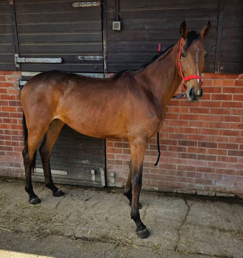 Lovely unbroken tb filly 3yrs