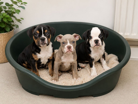 (Final 2) New English Bulldogs puppies