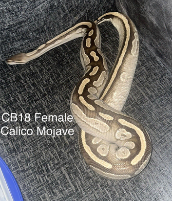 CB18 Female Calico Mojave