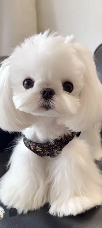 Micro korean maltese stud