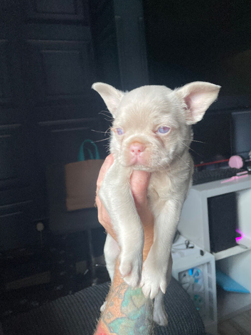 Cute pink frug for sale