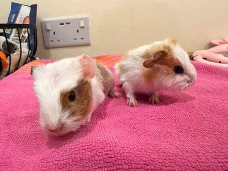 Beautiful crested and smooth boar guinea pigs to RESERVE