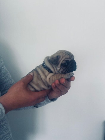Beautiful French Bulldog Puppies