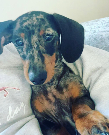 5 year old silver dapple mini dachshund