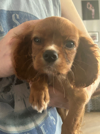 Ruby Cavalier Puppy