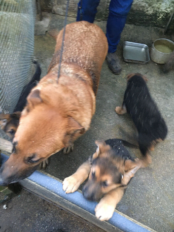 German Shepard pups