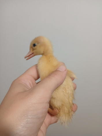 07.10. Hatched Indian runners
