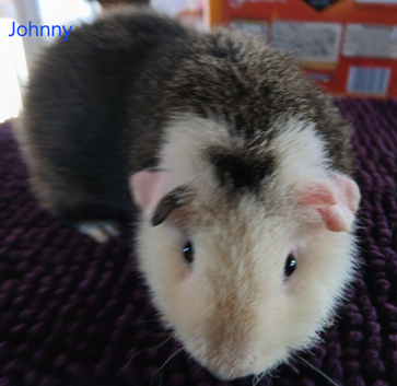 Rex, white and funky boars and sows