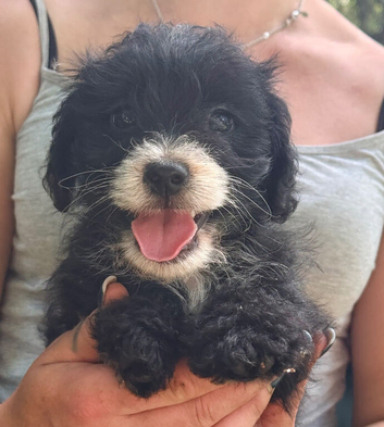 2 beautiful jackapoo boys left