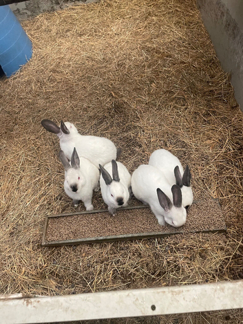 Adorable Californian baby bunnies