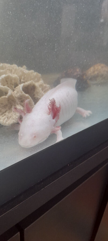 One Albino axolotl