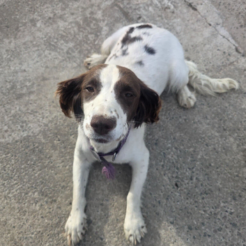 Sprocker pups for sale