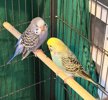 8 week old baby budgies available