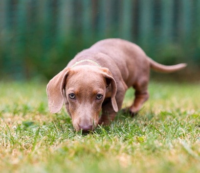 miniature dachshund️