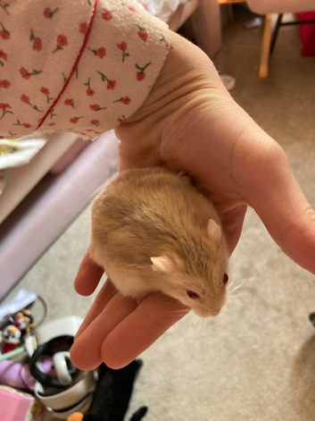 Hi i am custurd