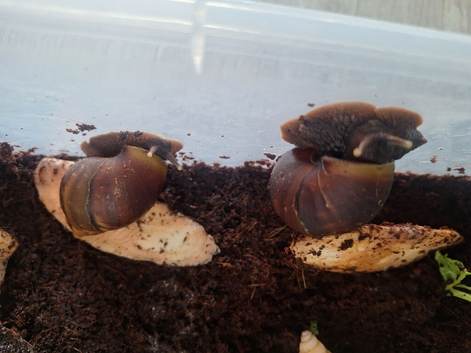 Fulica african land snails    can post