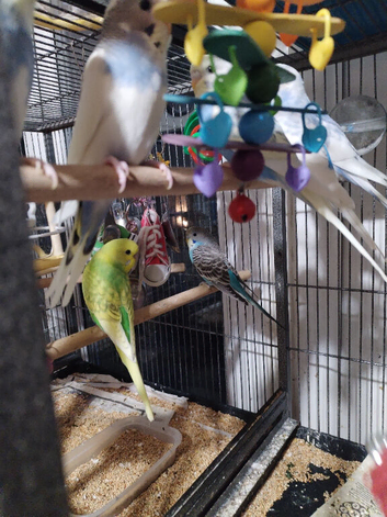 Beautiful baby budgies