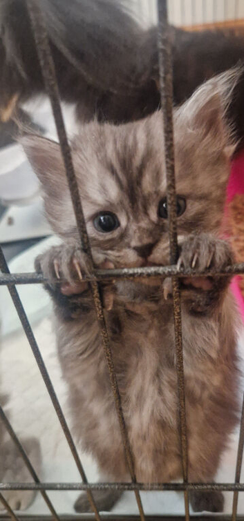 Chinchilla / ragdoll