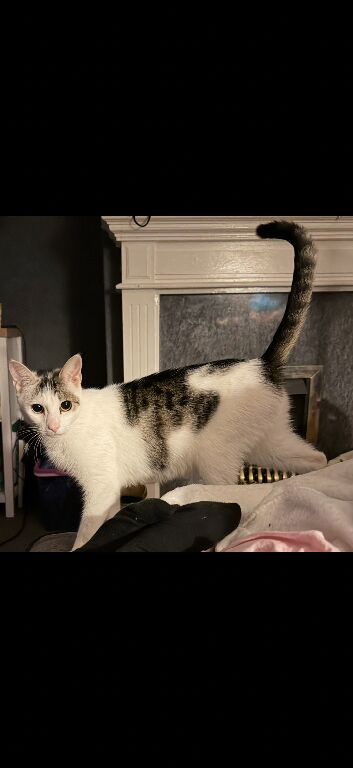 1 year old female cat