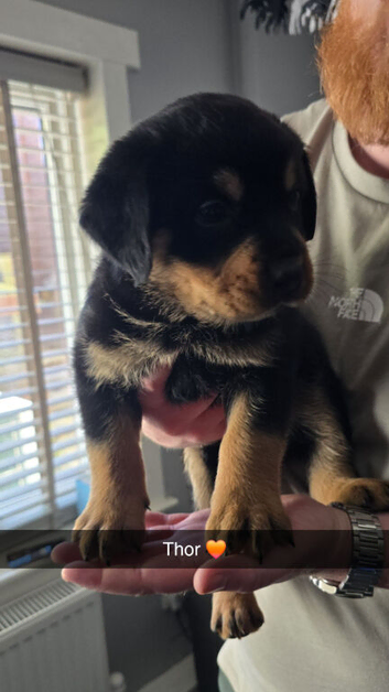 Rottweiler Male For Sale