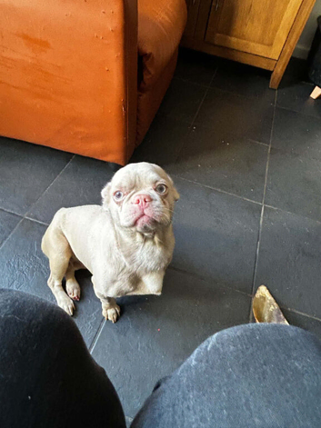 2 super sweet cute frenchies 6m and 3yr need a home