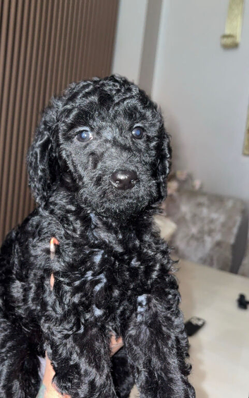 standard poodles