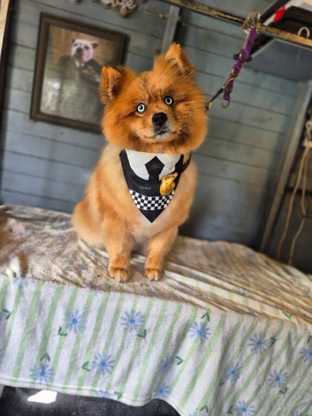 Pomsky