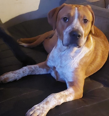 Turkish Kangal x American Bulldog