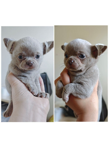 Pedigree Chihuahua puppies