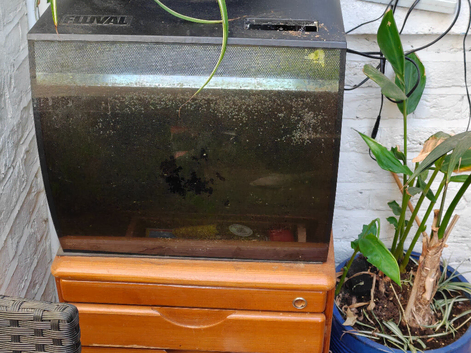 Selling a fish tank with 12 fish in it
