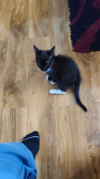 Beautiful 7 month old for sale