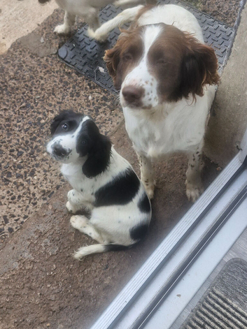 12 week old springer Spaniel male pups