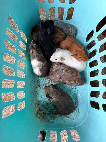 Guinea pigs