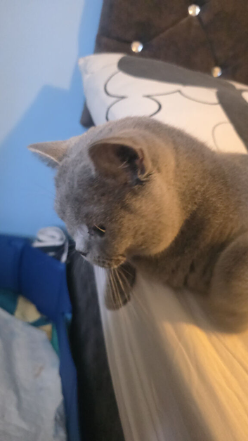 Hi