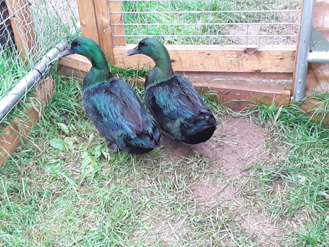 Cayuga and Welsh Harlequin drakes for sale.