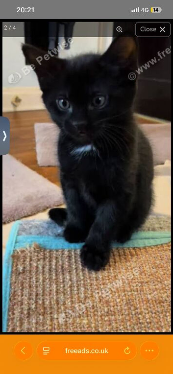 Beautiful brother and sister kittens