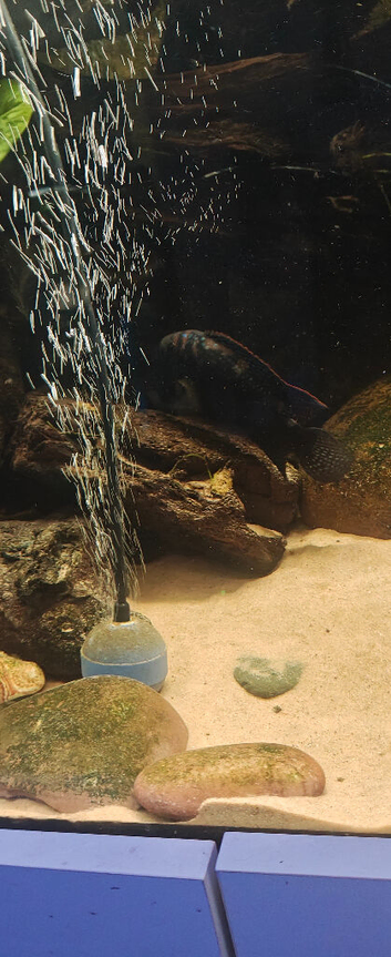 Jack dempsey cichlid