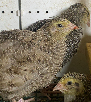 Japanese quails